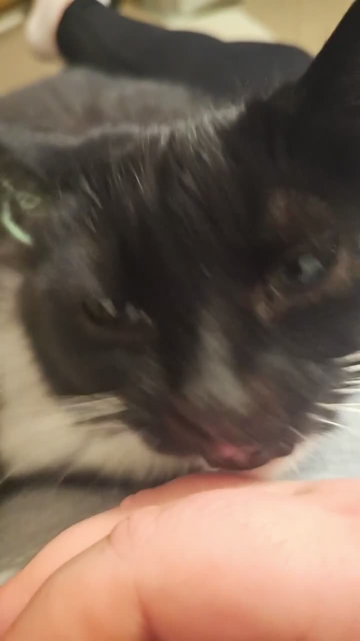 Mixed Breed cats for sale: Free To Good Home - Video 1
