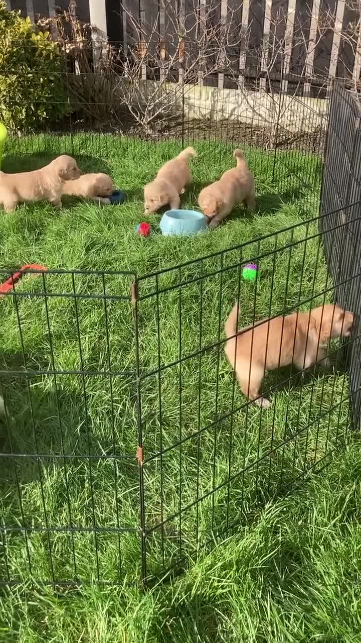 Golden Retriever dogs for sale: Beautiful retriever puppies, KC Reg/Health tested - Video 1