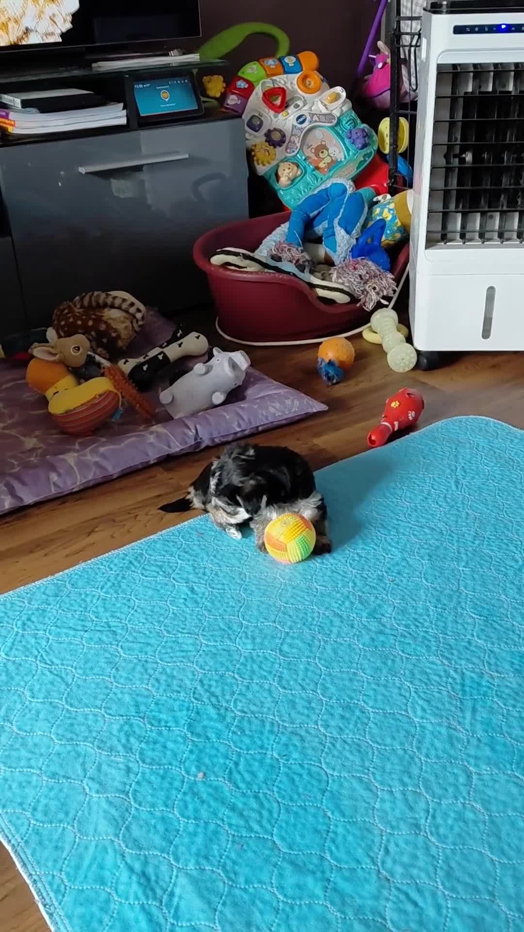 Morkie dogs for sale: Stunning F1 Morkie Puppies - Video 1