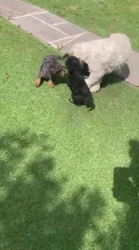 Cockapoo dogs for sale: F1 Cockapoo Puppies. - Video 2