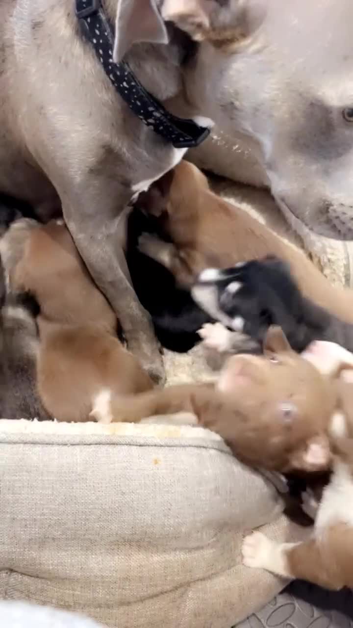 Mixed Breed dogs for sale: Blue nose staff x Siberian husky pups GOING FAST - Video 4