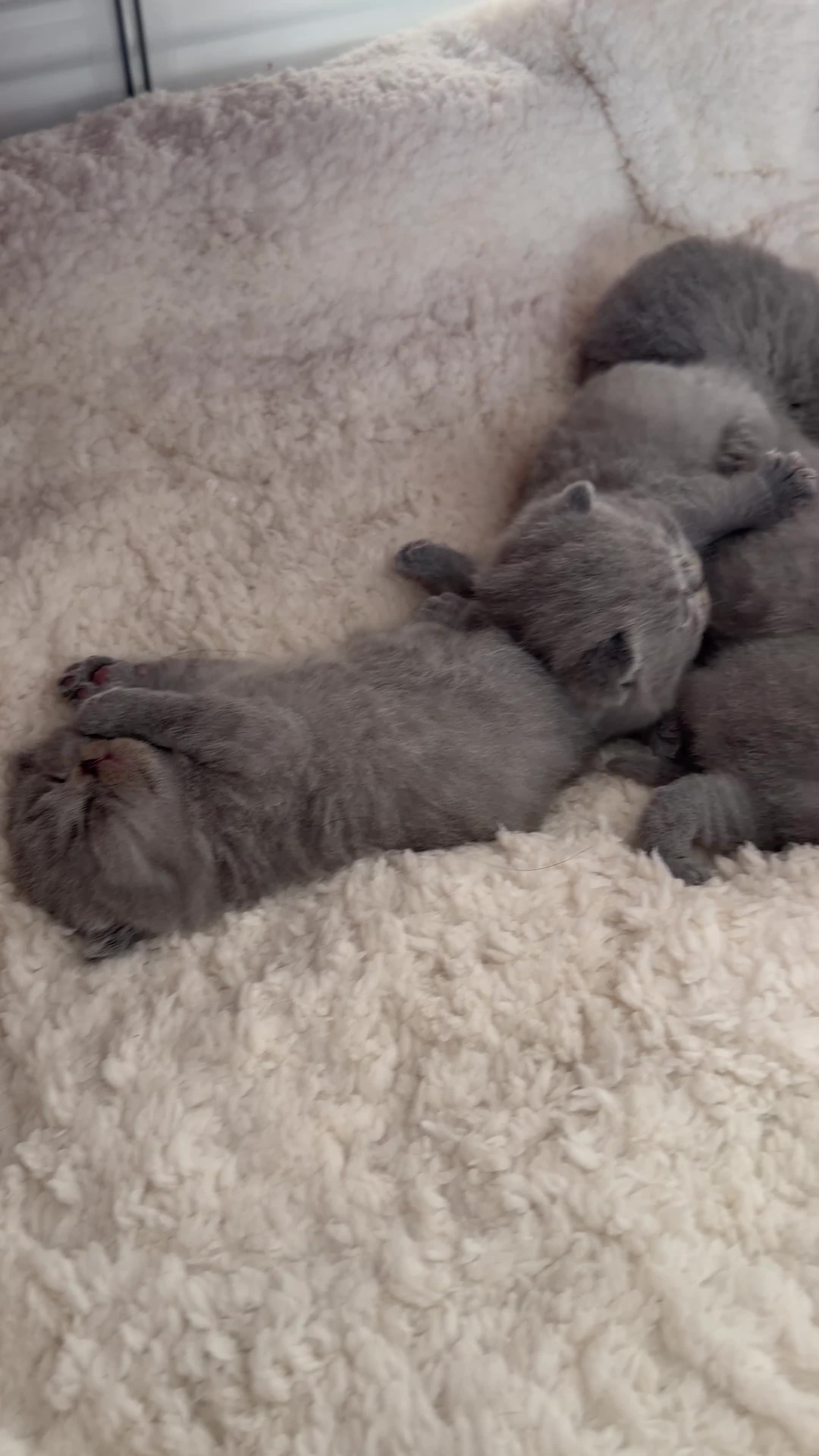 British Shorthair cats for sale: Blue British Shorthair Kitten BOY available - Video 1