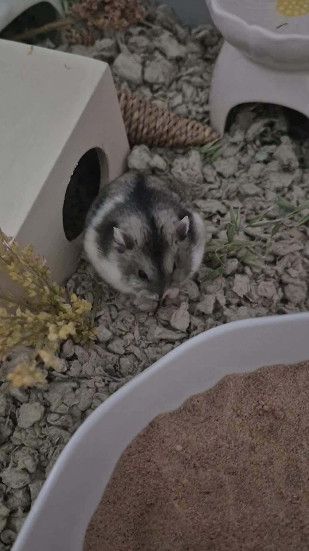 Hamster rodents for sale: Female Dwarf hamster  in Liverpool - Video 1