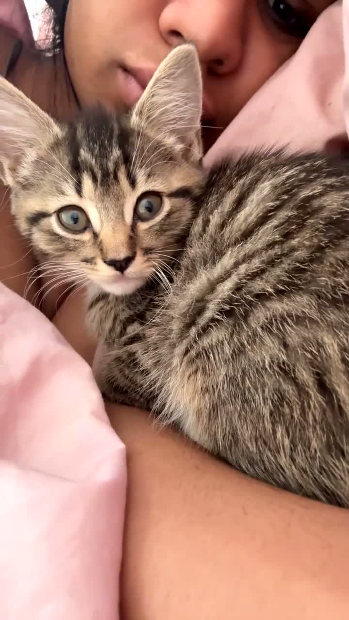 Mixed Breed cats for sale: Kittens for sale!  - Video 4