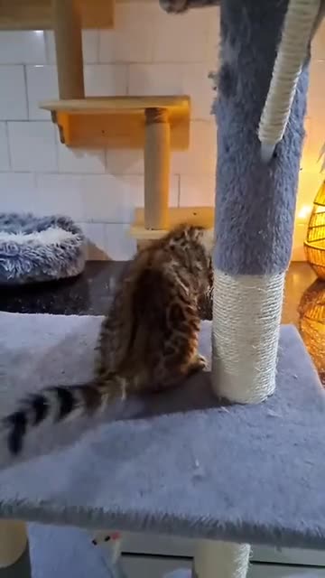Bengal cats for sale: 🔥✨ LAST ONE!! Pedigree TICA-Registered Bengal  - Video 2