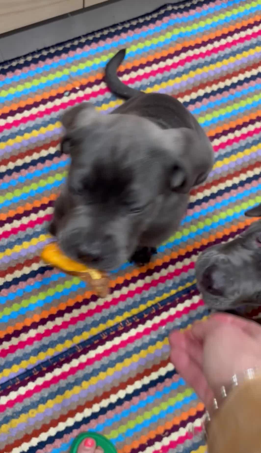 Cane Corso dogs for sale:  Pure breed Cane Corso  Puppies Looking for Homes  - Video 1