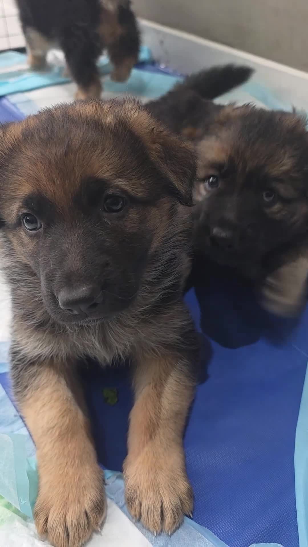 German Shepherd dogs for sale: Stunning german shepherd puppies for sale! - Video 1
