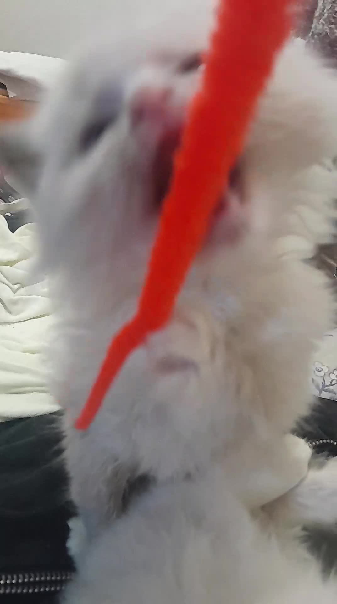 Ragdoll cats for sale: Ragdolls 😸 kittens 😸 looking lovely family - Video 1