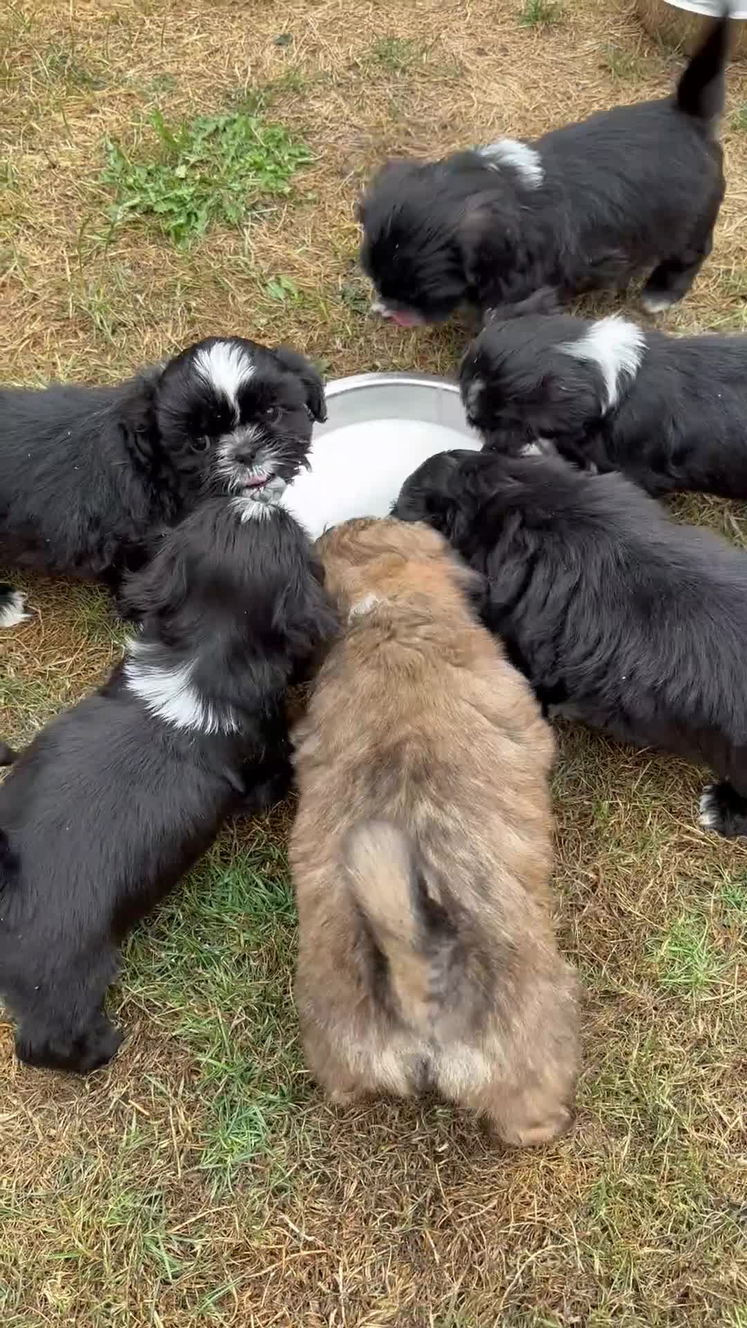 Shih Tzu dogs for sale: Stunning Shih Tzu  in Norwich - Video 1