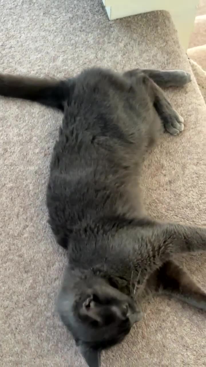 Russian Blue cats for sale: 💙🐾 Looking for a New Home for Our Sweet Boy 🐾💙 - Video 1