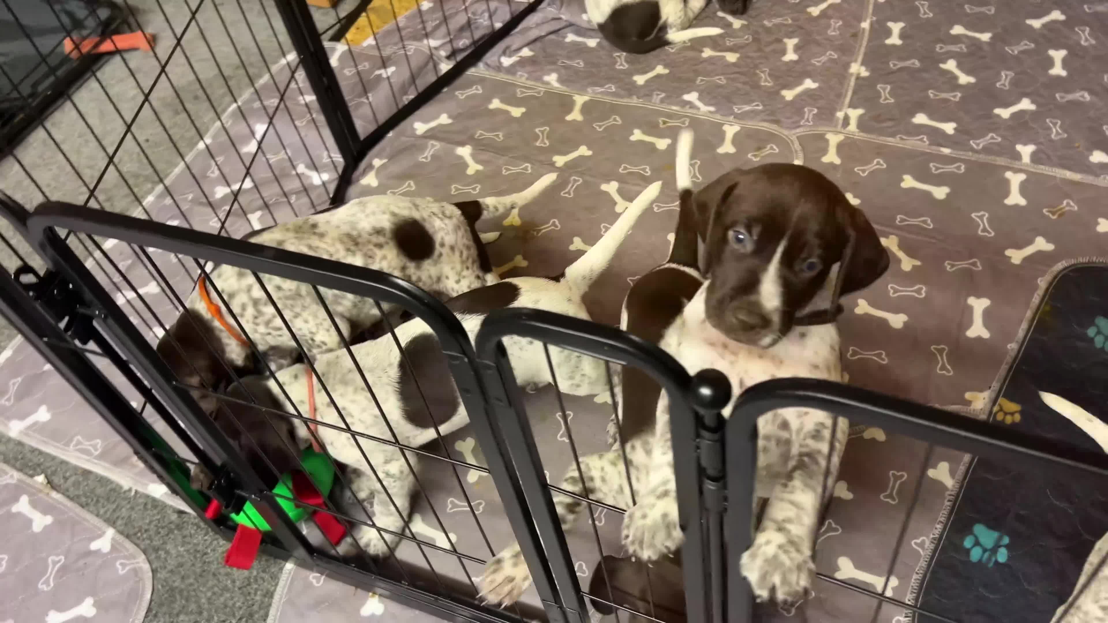 German Shorthaired Pointer dogs for sale: KC Reg GSP Pups (5 LEFT!) - Video 2