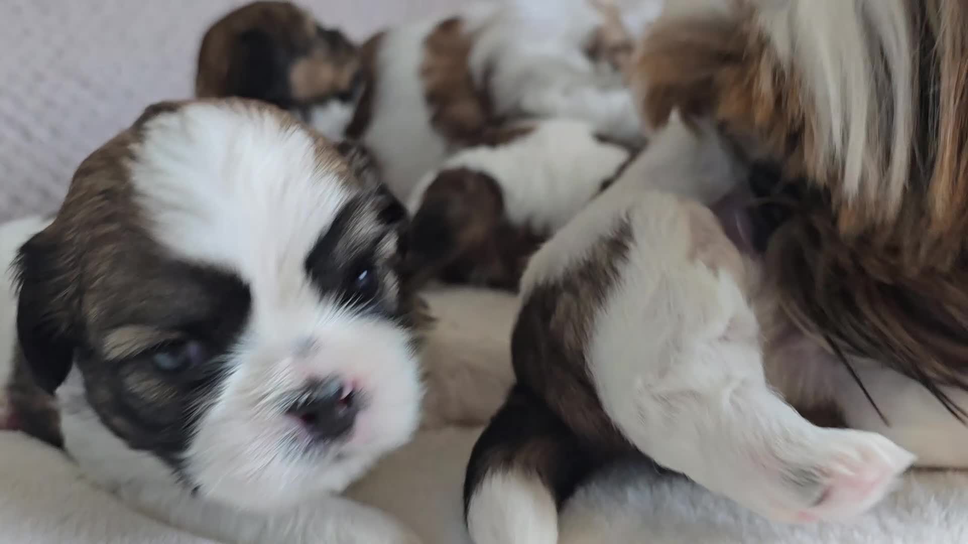 Shih Tzu dogs for sale: Beautiful Purebred Shih Tzu Puppies for Sale - Video 2