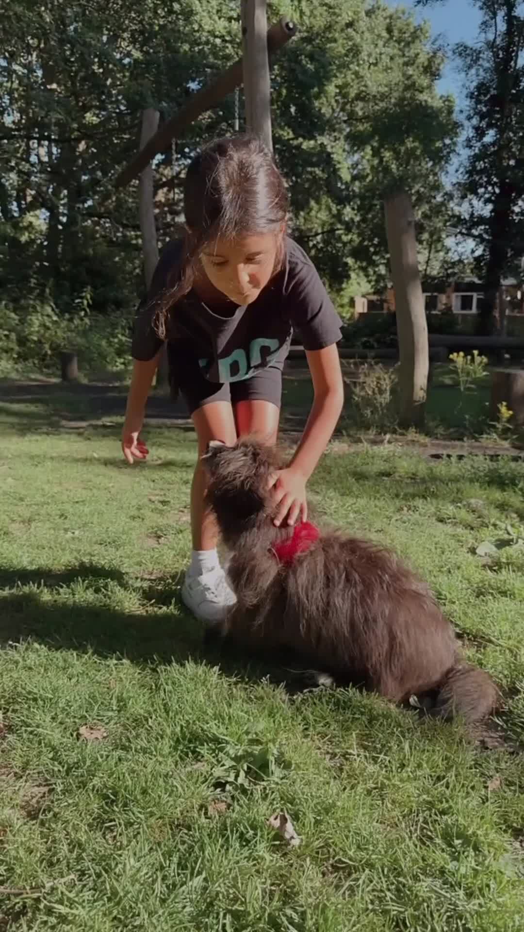 Pomeranian dogs for sale: Urgent sale  - Video 1