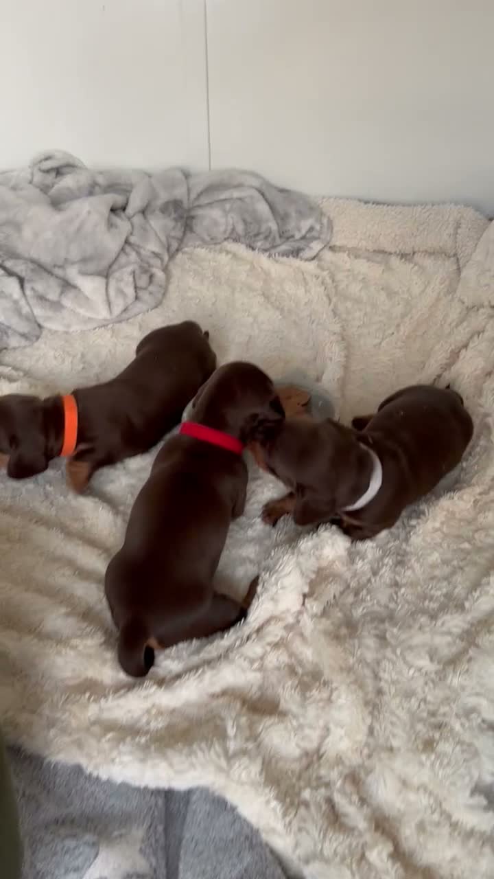 Miniature Dachshund dogs for sale: KC Registered Quality Mini Dachshunds - PRA Clear - Video 2