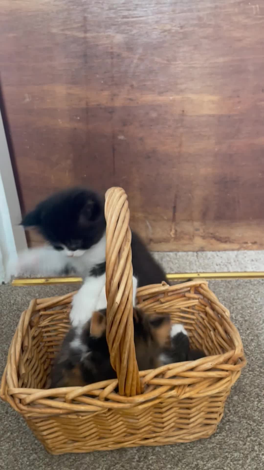 Persian cats for sale: Persian Dollface x BSH in Beaworthy - Video 1