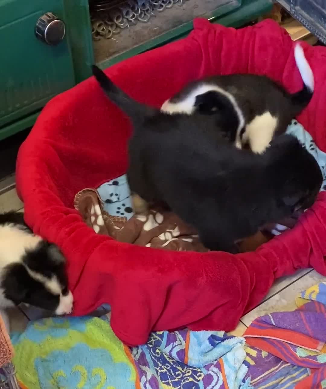 Border Collie dogs for sale: Gorgeous border collie pups - Video 1