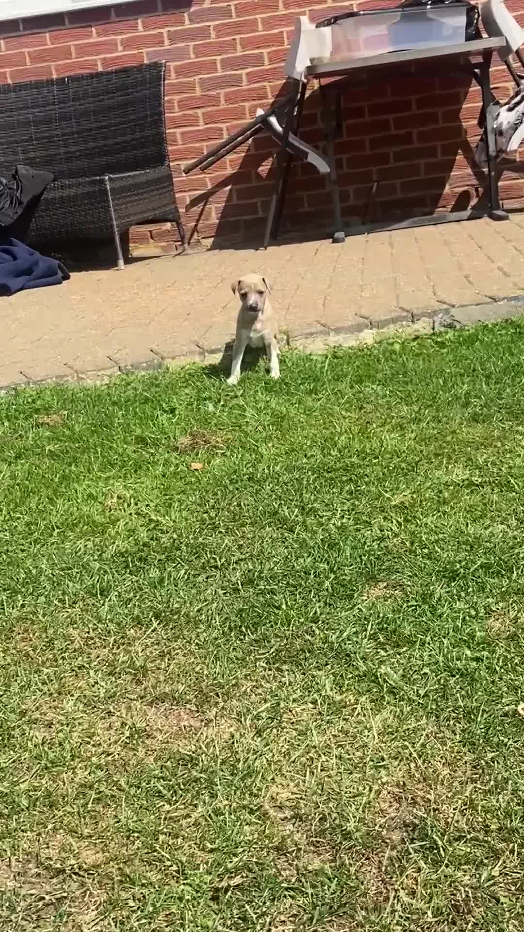Italian Greyhound dogs for sale: Italian greyhound puppy’s  - Video 1