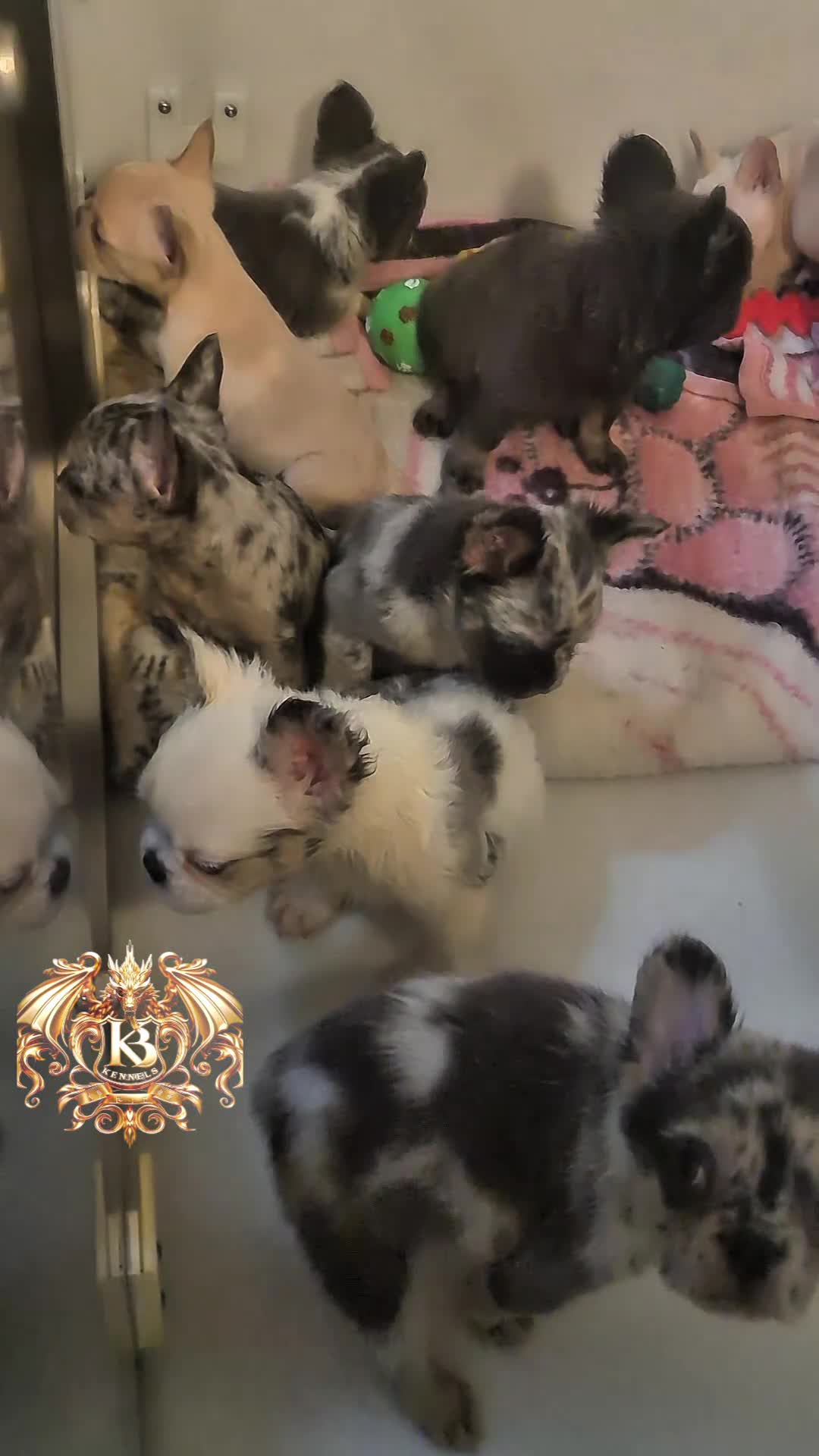 French Bulldog dogs for sale: ✨ Enchanted Frenchie Puppies Ready Now! ✨ - Video 2