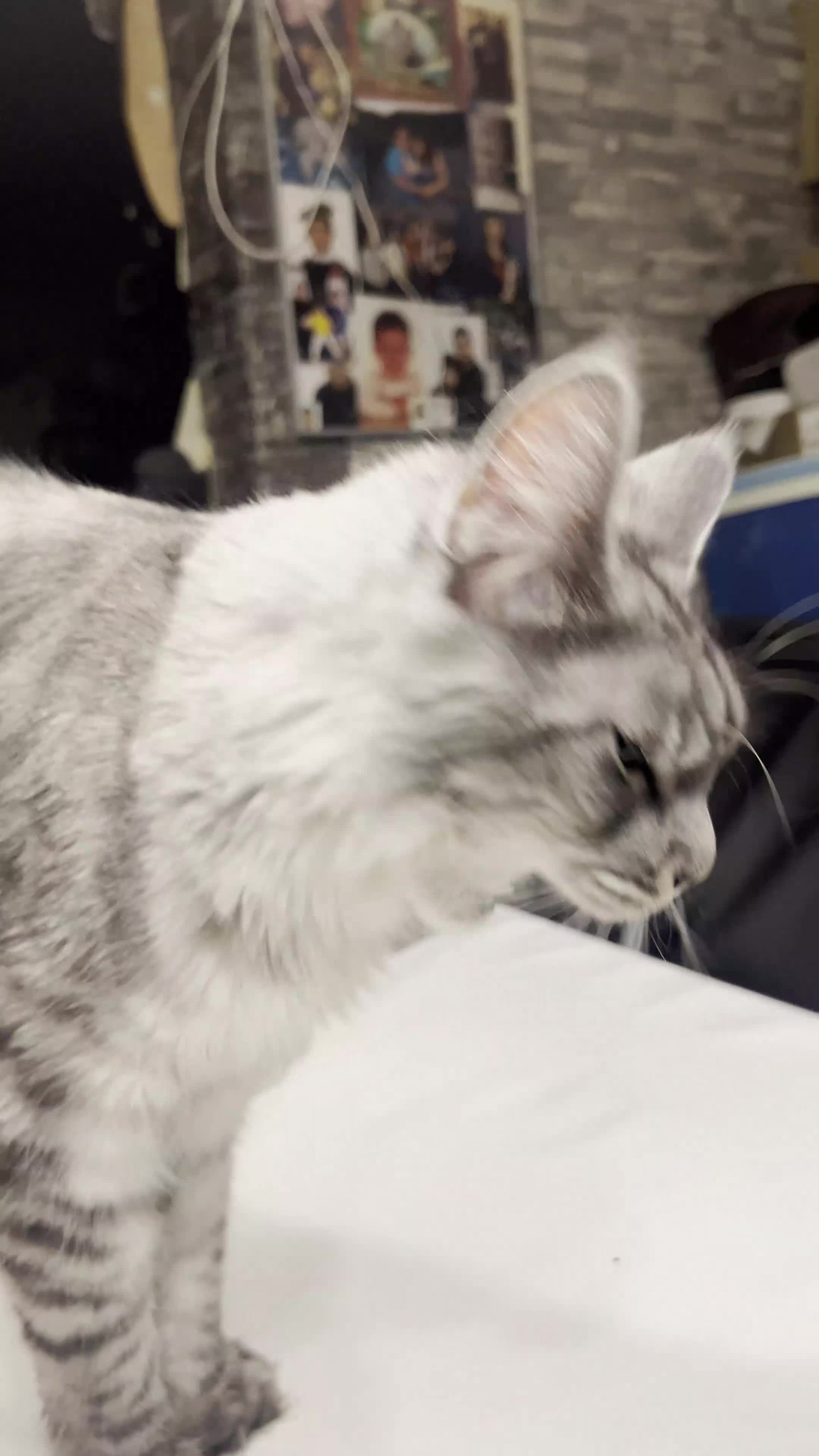 Maine Coon cats for sale: Maine coon Kittens 2 Males for sale, London in London - Video 1