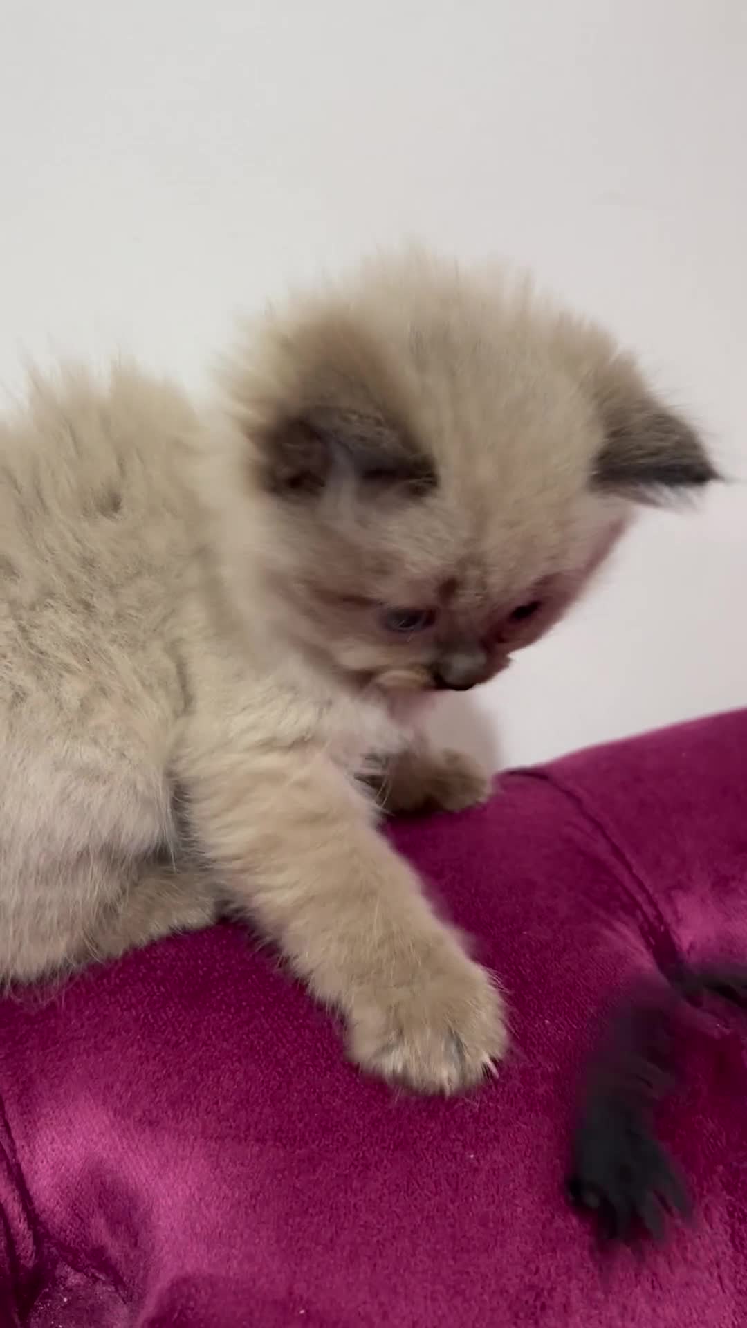 Ragdoll cats for sale: Beautiful Ragdoll Kittens Available  - Video 1