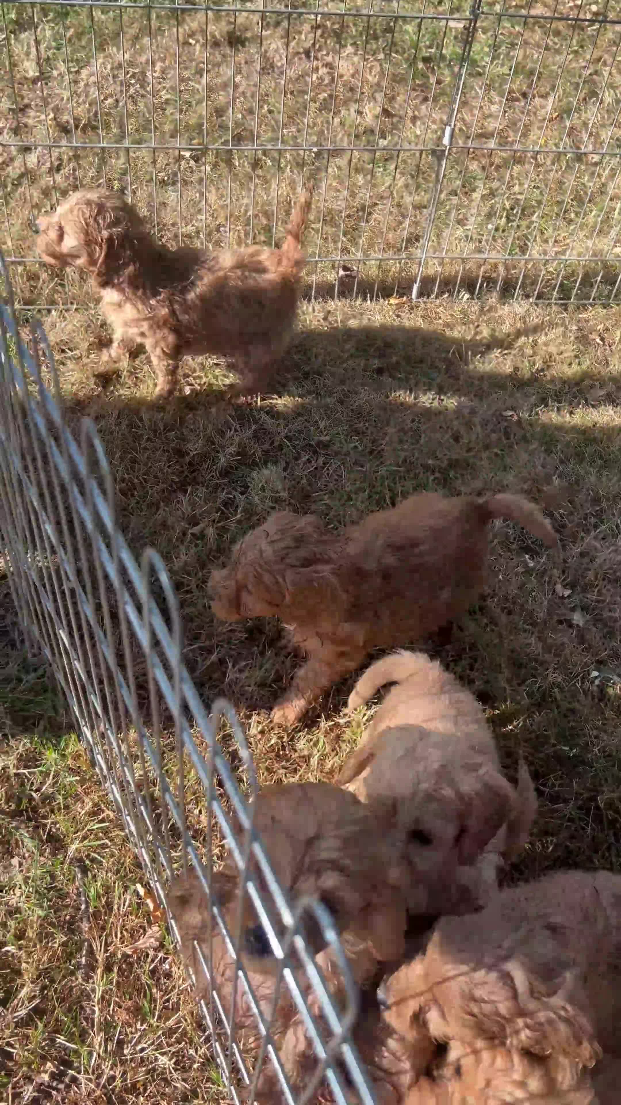 Cockapoo dogs for sale: Toy cockerpoos - Video 1