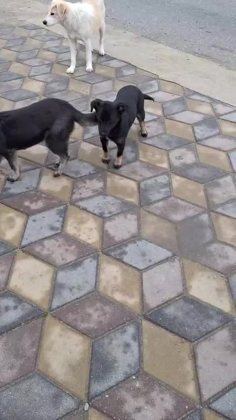 Mixed Breed dogs for adoption: 🐾🌼 MIA – The Little Railway Survivor 🌼🐾 - Video 3