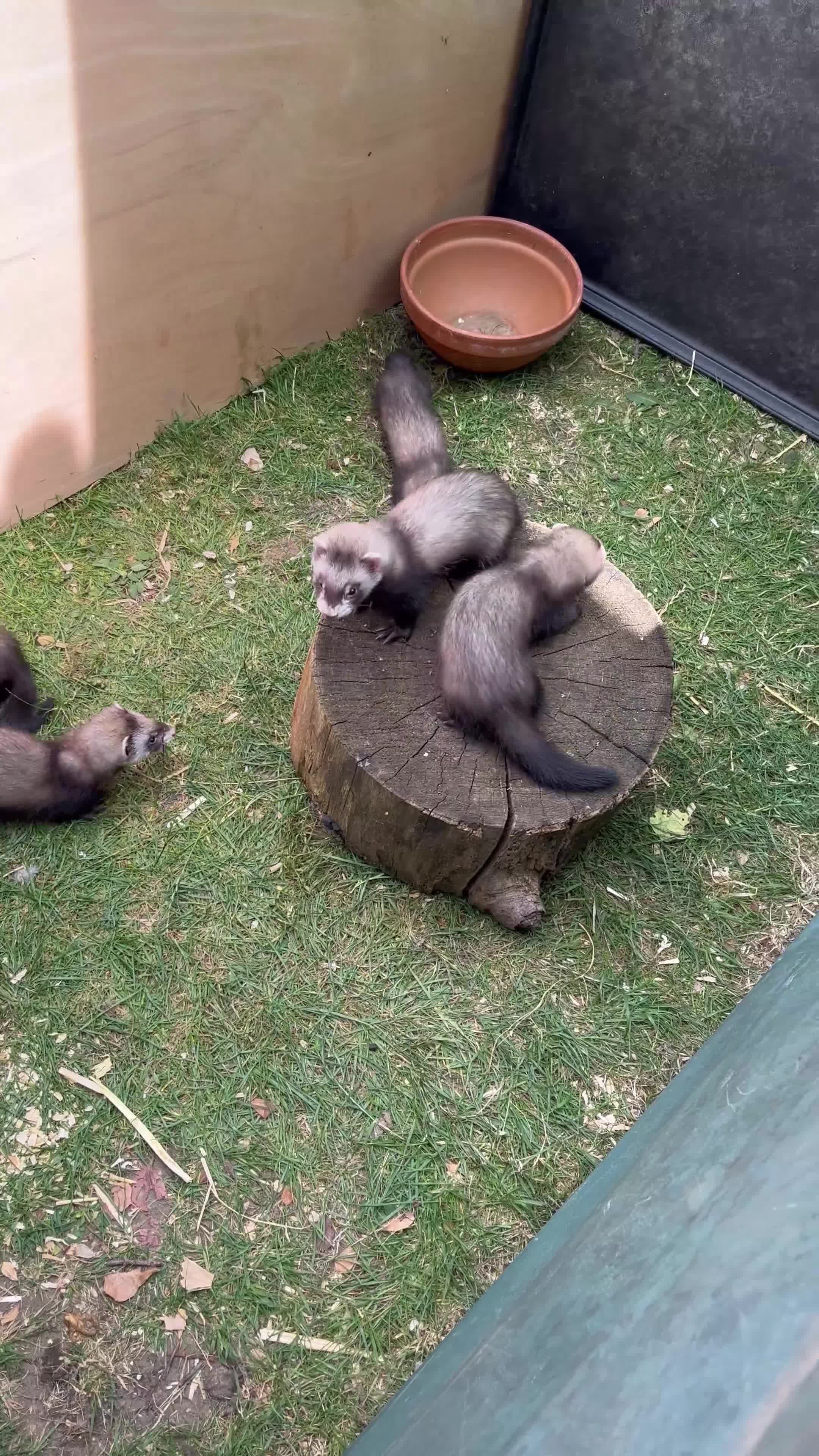 Ferret rodents for sale: Baby Ferrets for sale ready now - Video 2