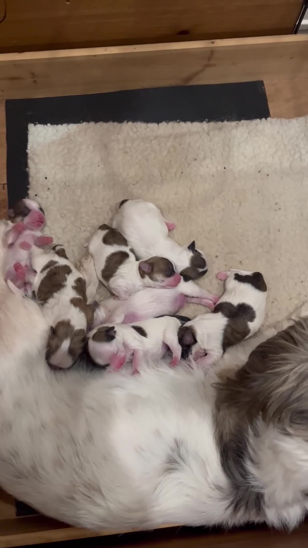 Malshi dogs for sale: Beautiful Malshi pups for sale - Video 1