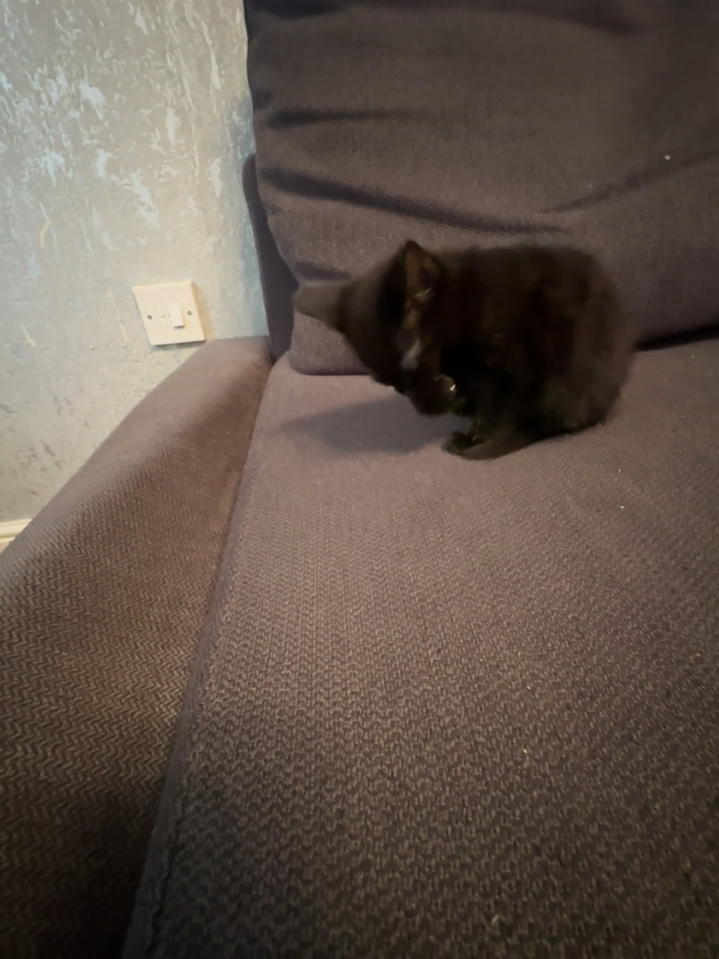 Mixed Breed cats for sale:  Premium Quality Female Kittens Panda, Luna & Nova - Video 2