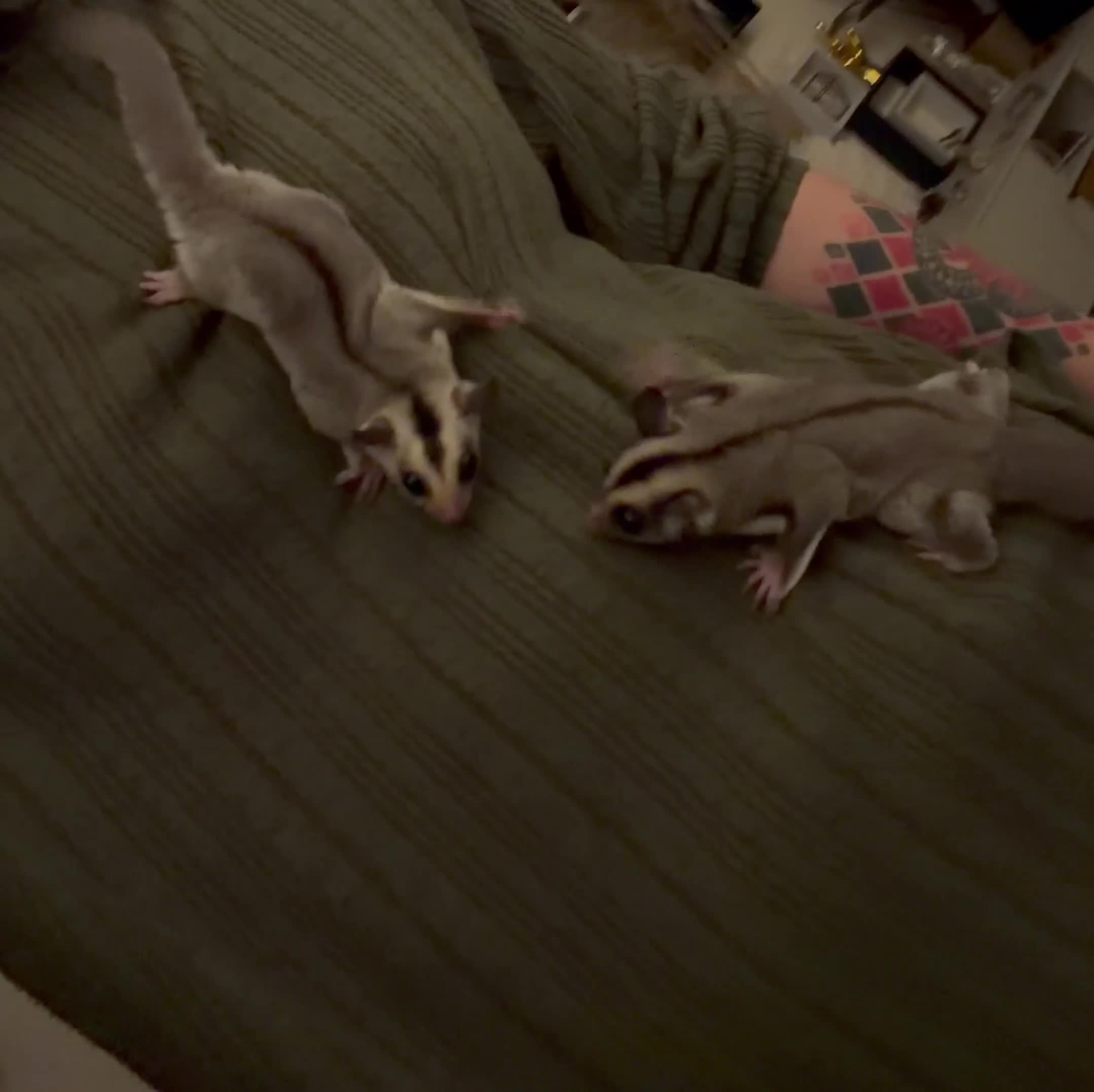 Sugar Glider rodents for sale: Female Sugar Glider  - Video 2