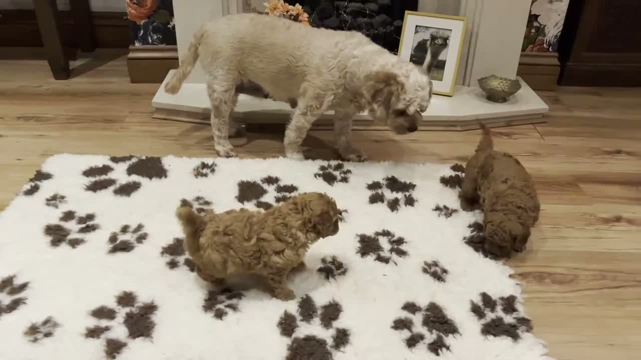 Cavapoo dogs for sale: Beautiful F1B Cavapoo Puppies DNA tested. - Video 3