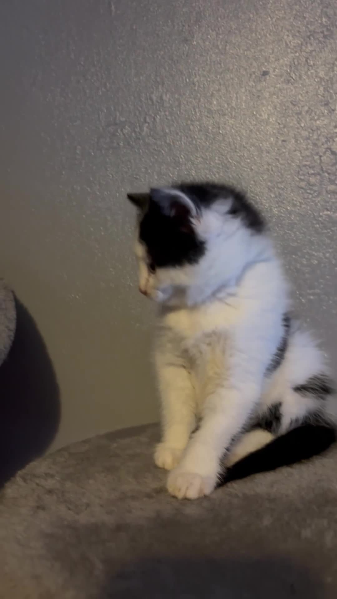 Mixed Breed cats for sale: paige - Video 1
