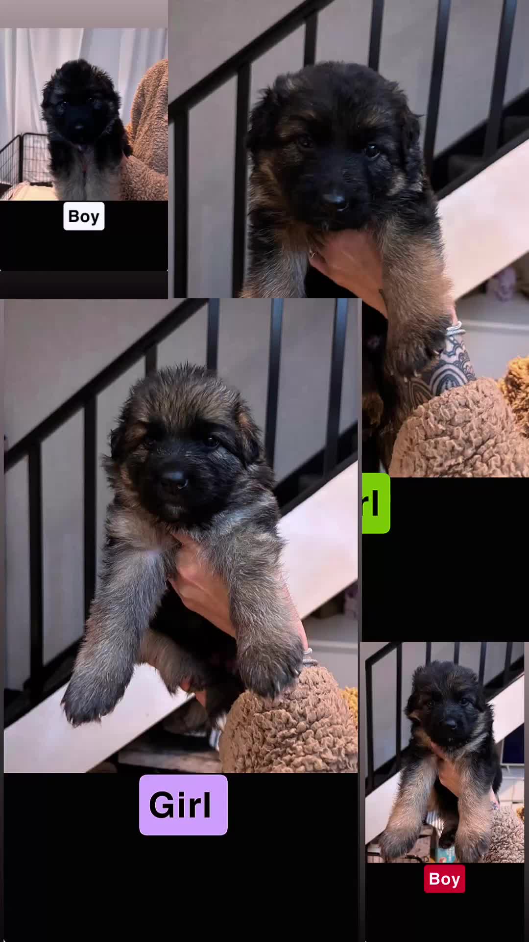 German Shepherd dogs for sale: German shepherd puppies Amber blood line  - Video 1