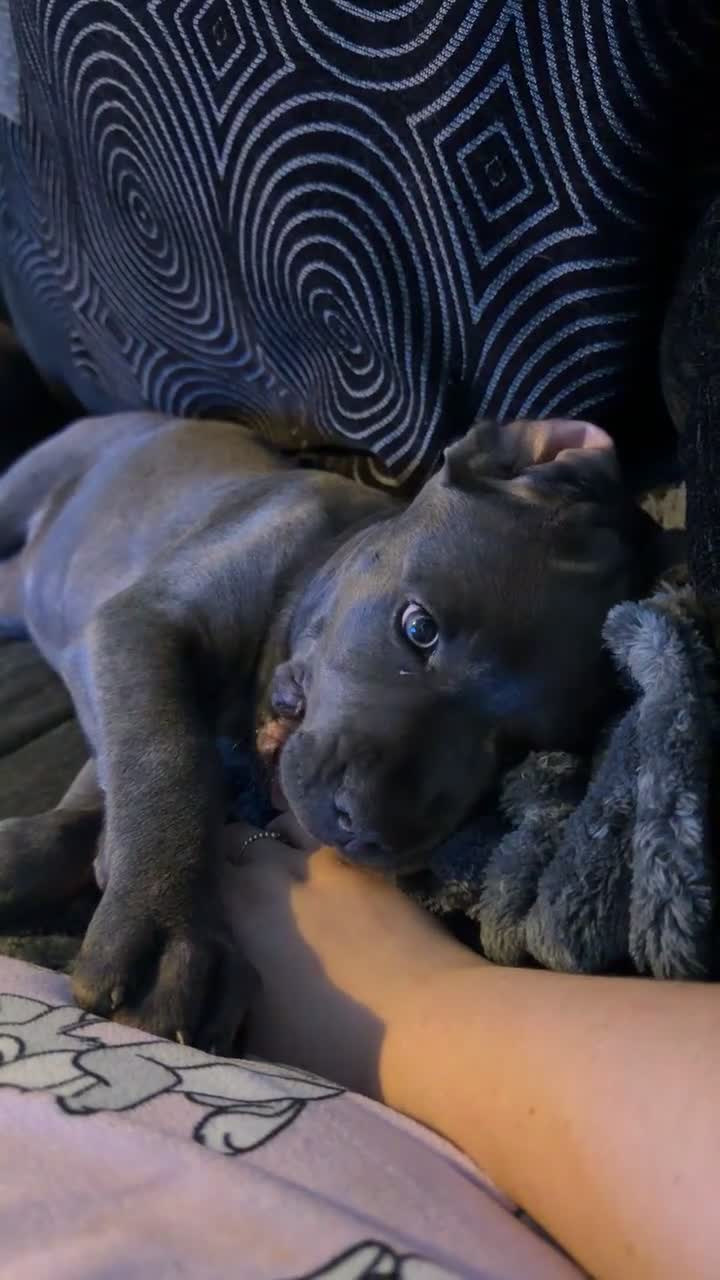 Cane Corso dogs for sale: BEAUTIFUL CANE CORSO PUPPY - Video 2