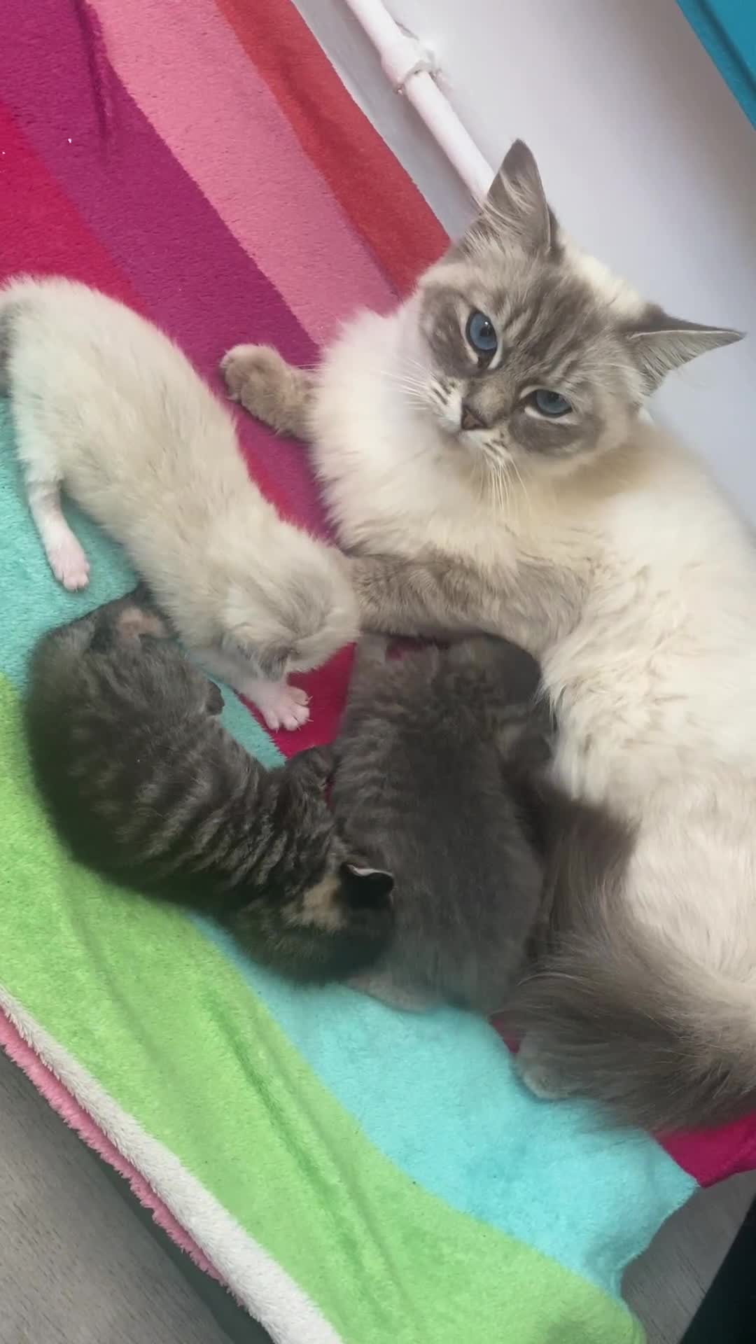 Ragdoll cats for sale: 3 cute boys ready for reservation 🐱 - Video 2