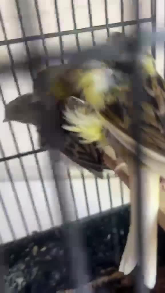 Canaries birds for sale: Canary Pair + Male Goldfinch Available - Video 5