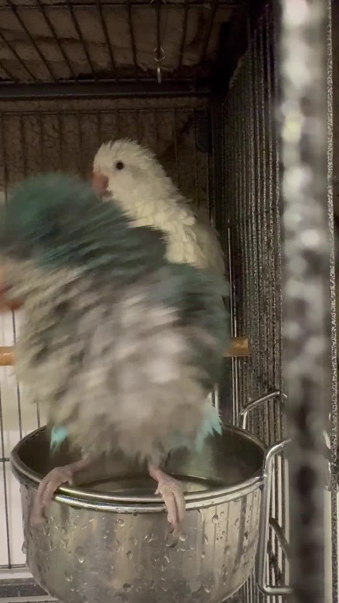 Parrots birds for sale: Pair dna sexed quaker parrots - Video 2