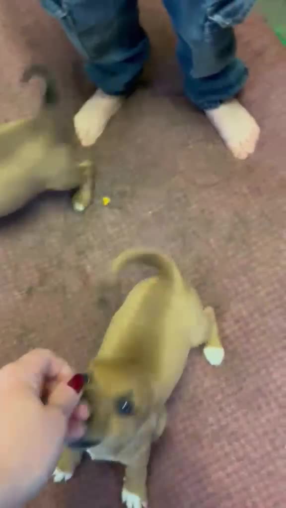 Mixed Breed dogs for sale: Jack Russell x Plummer puppies for sale - Video 2