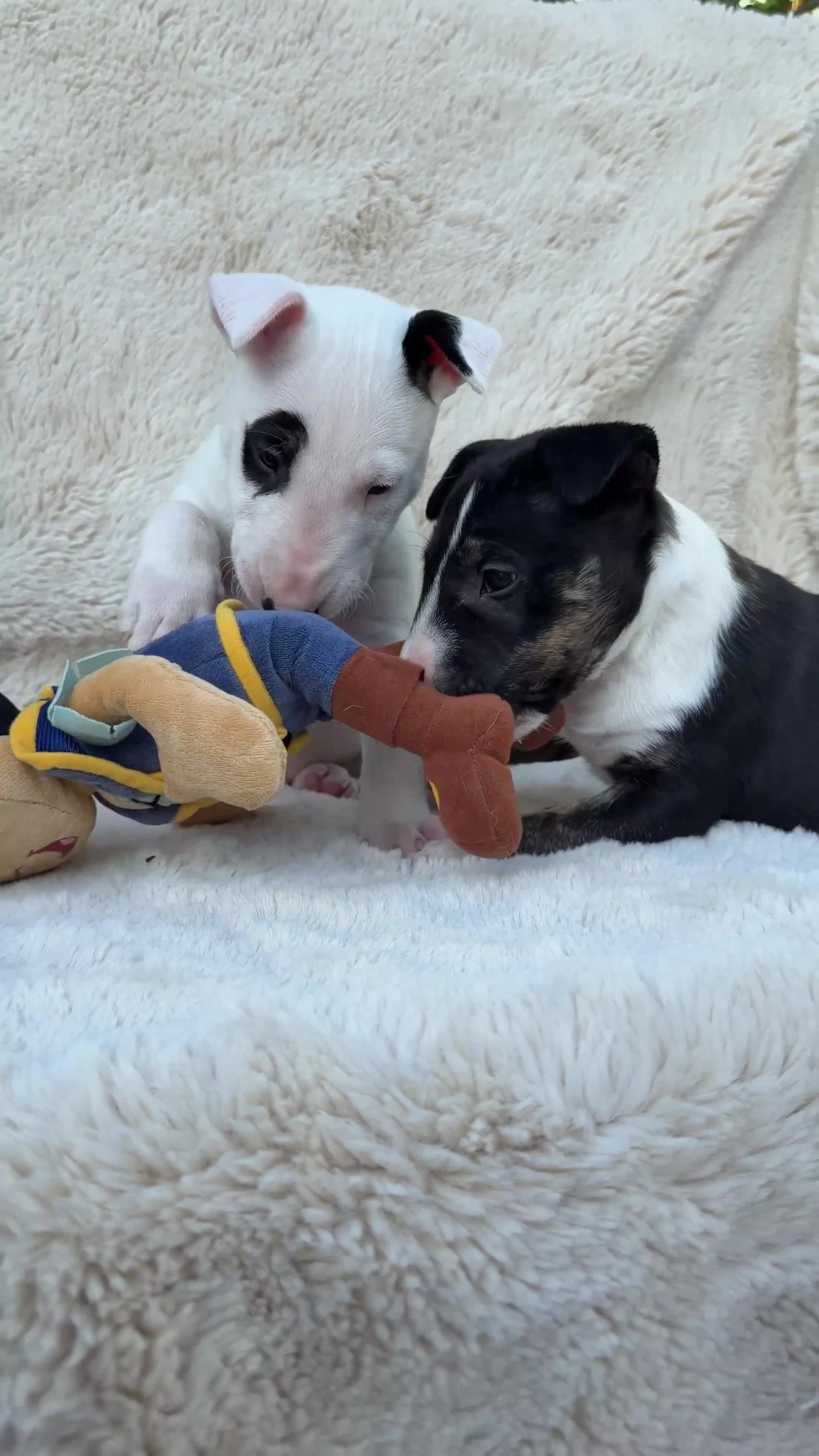 English Bull Terrier dogs for sale: Champion Bloodline English Bull Terrier Puppies - Video 4