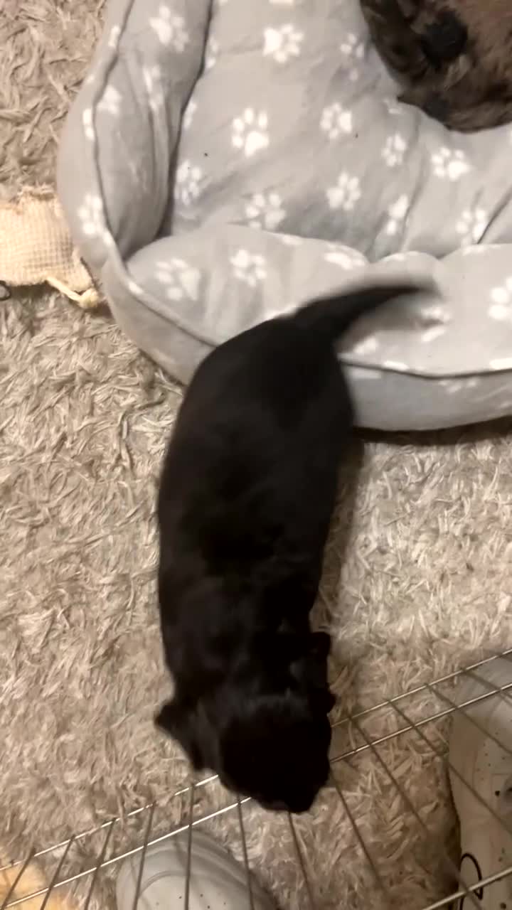 Cockapoo dogs for sale: 💫✨🐶🐾Gorgeous F1B Cockapoos🐾🐶✨💫 - Video 2