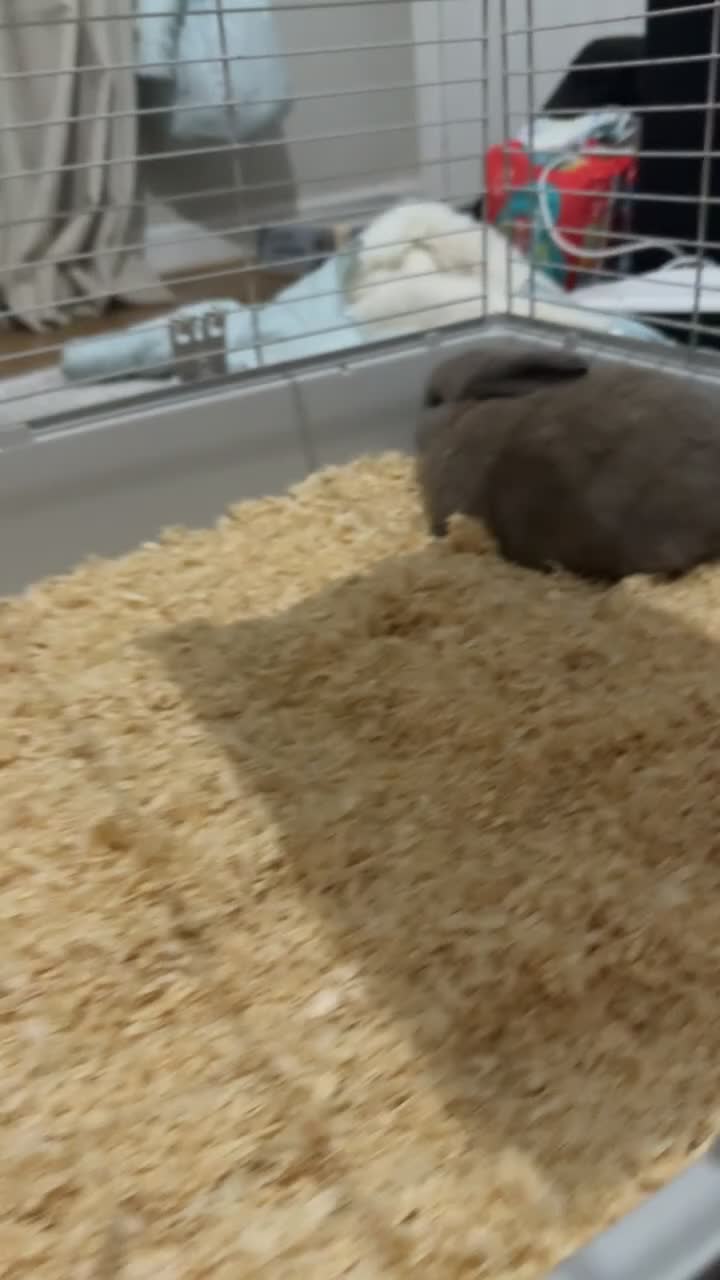 Mini Lop rabbits for sale: mini Lop Rabbits.  - Video 2