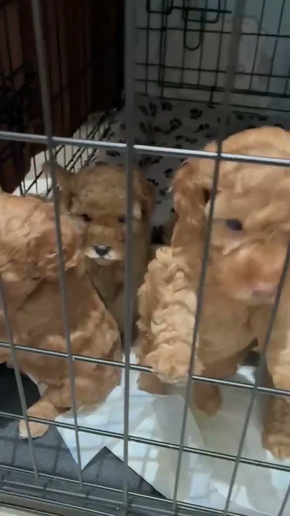 Cockapoo dogs for sale: Beautiful Red Cockapoo Puppies ❤️ 2 Boys & 3 Girls - Video 1