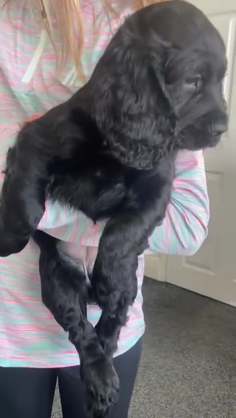 Cocker Spaniel dogs for sale: Cocker spaniel puppies - Video 3