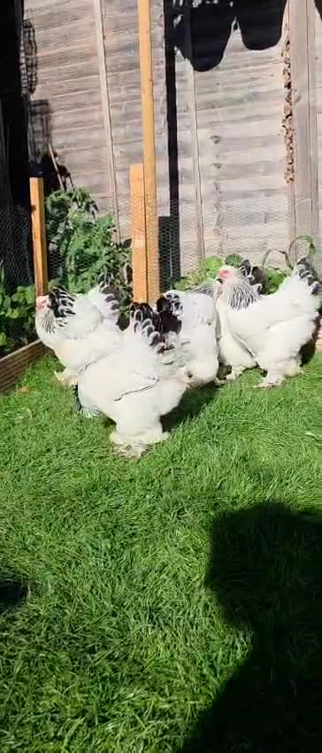 Mixed Breed birds for sale: Buff Cochin  - Video 1