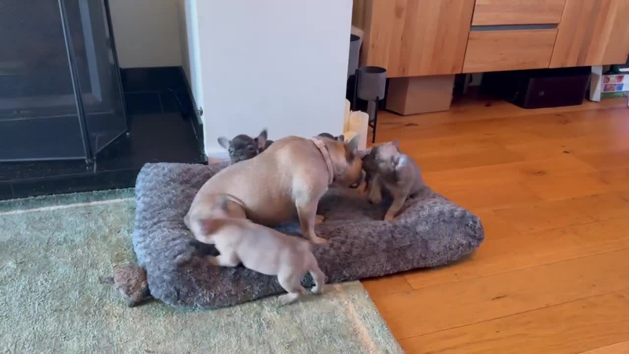 French Bulldog dogs for sale: 🐾 French Bulldog Puppies - Ready to go! 🐾 - Video 1