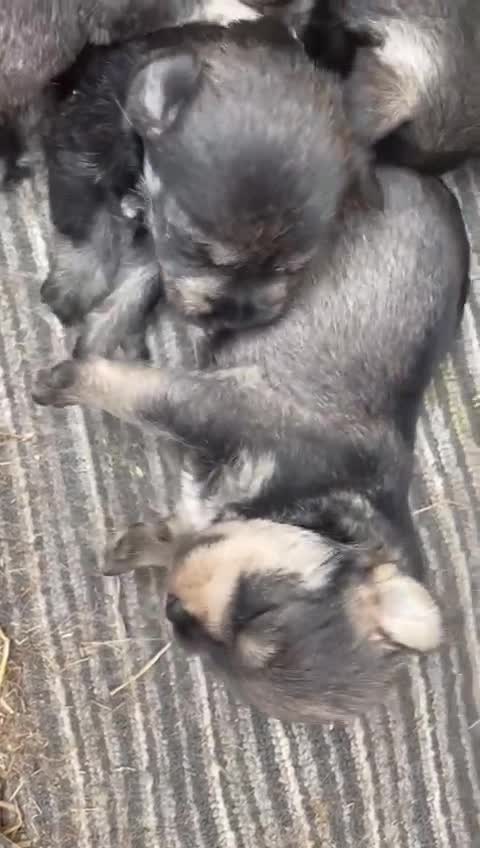 Miniature Schnauzer dogs for stud: Handsome black and silver Miniature Schnauzer  in Cambridge - Video 1