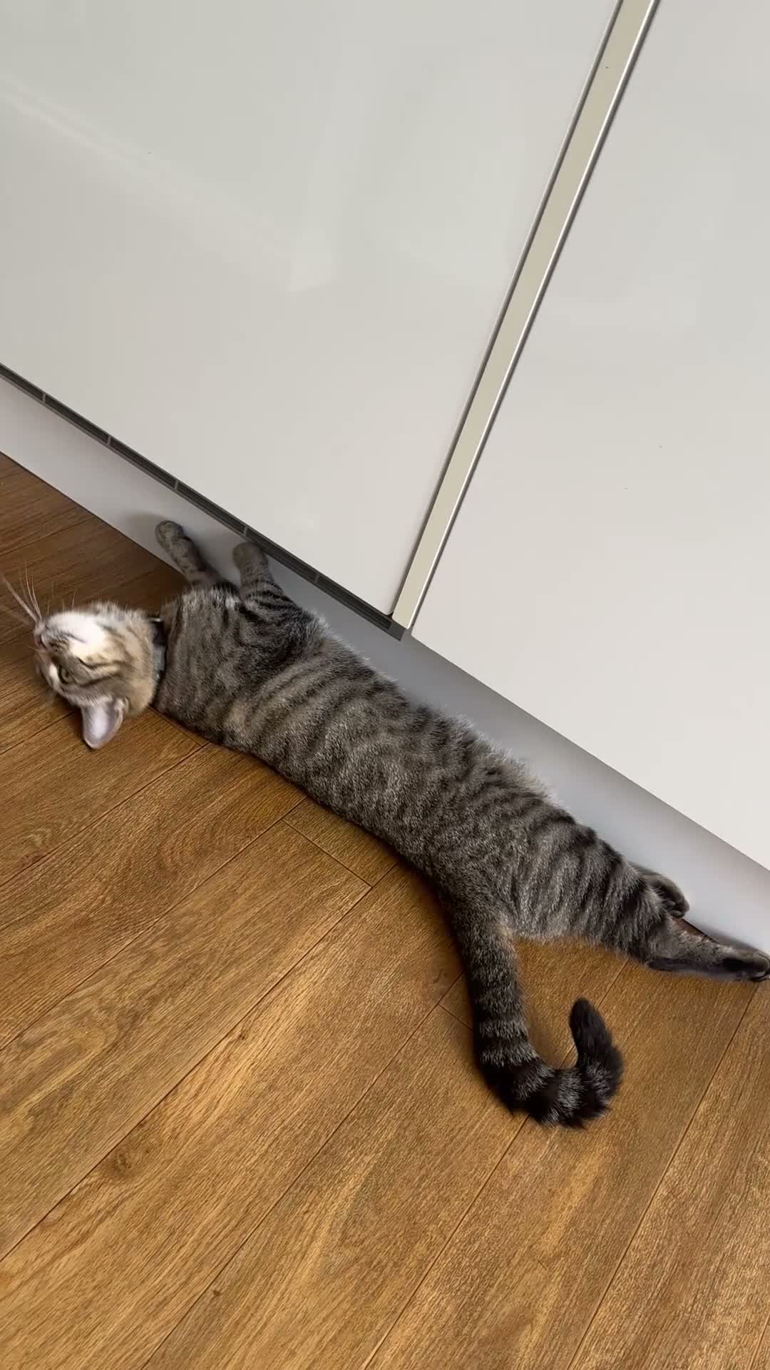 Mixed Breed cats for sale: Beautiful Silver & Black Tabby Cat - Video 1