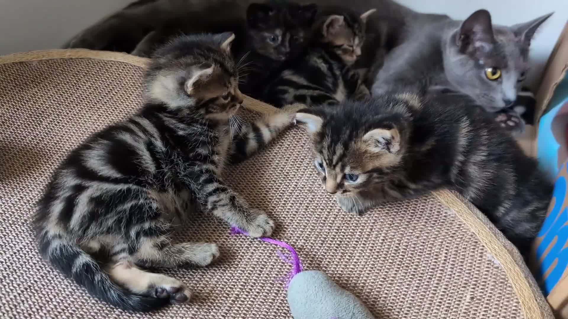 Russian Blue cats for sale: Intelligent & Balanced Russian Blue Cross Kittens - Video 2