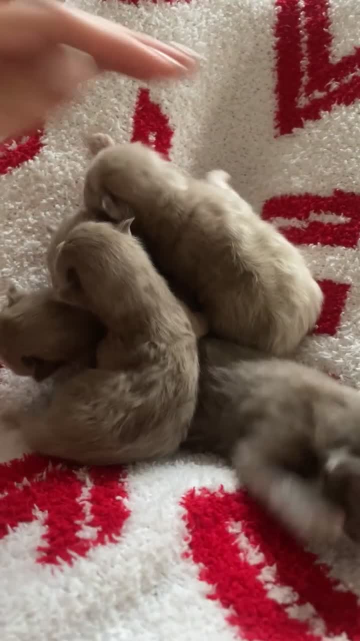 Ragdoll cats for sale: 5 Purebred kittens for SALE - Video 1