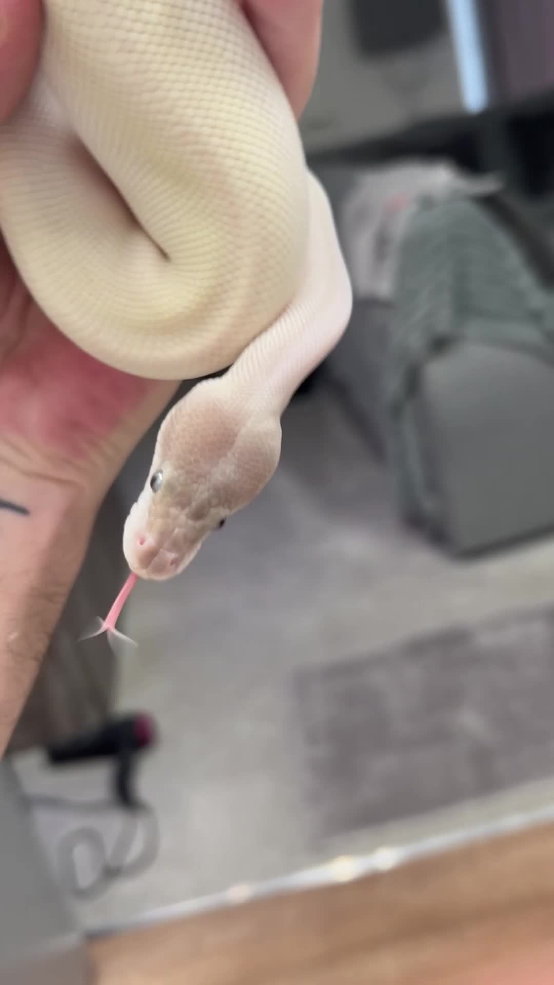 Python Snake reptiles for sale: Purple passion mahogany Ball Python  - Video 1